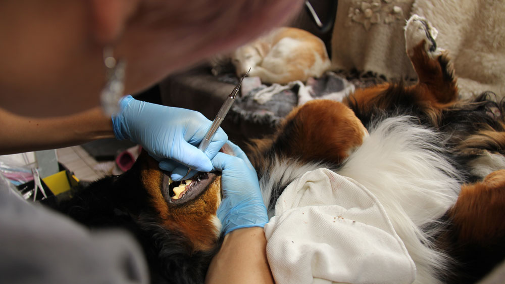 non-anesthetic dog teeth cleaning vancouver